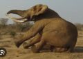 Arrogance, Greed, Insubordination, Corruption – Fall of the Perceived “Gigantic Elephant” (NPP)