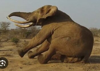 Arrogance, Greed, Insubordination, Corruption – Fall of the Perceived “Gigantic Elephant” (NPP)