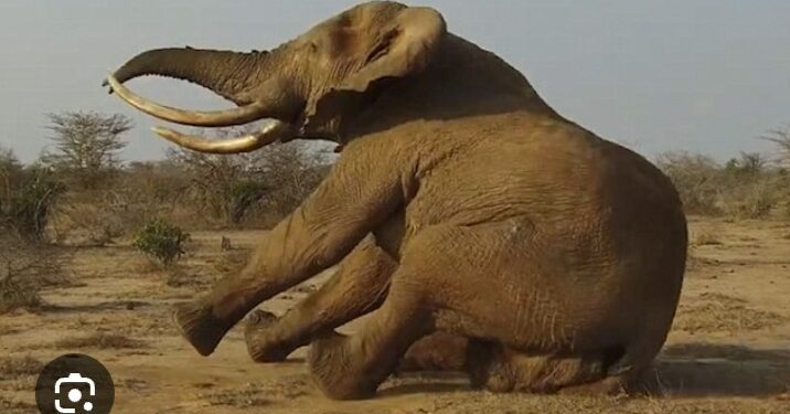 Arrogance, Greed, Insubordination, Corruption – Fall of the Perceived “Gigantic Elephant” (NPP)