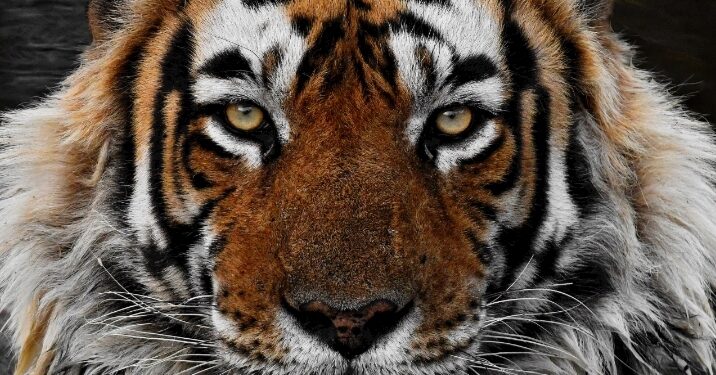 Stop Selling Votes for MMDCES Approval – A Call for Integrity